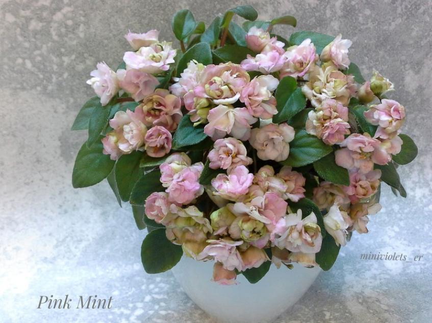 Фиалка Пинк Минт (Pink Mint) 2