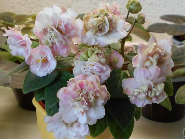 Фиалка Пинк Минт (Pink Mint) 3