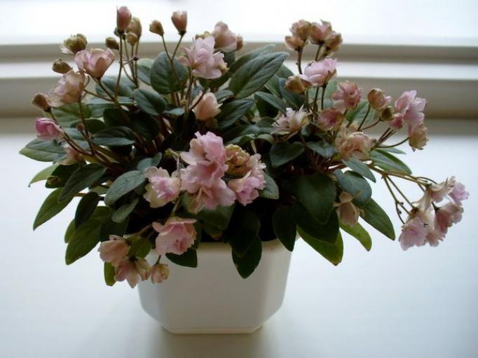 Фиалка Пинк Минт (Pink Mint) 4