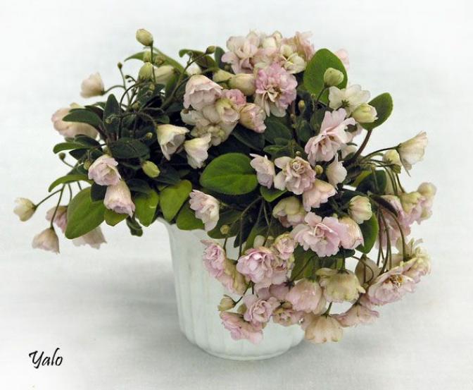 Фиалка Пинк Минт (Pink Mint) 5