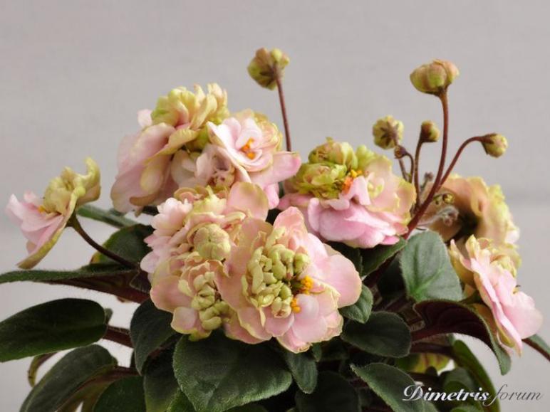 Фиалка Пинк Минт (Pink Mint) 6