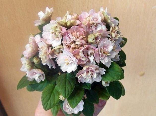 Фиалка Пинк Минт (Pink Mint)