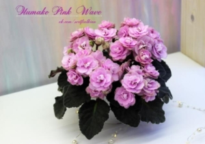 Фиалка Пинк Вейв (Pink Wave)