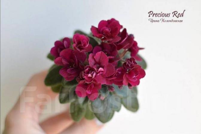 Фиалка Precious Red 2