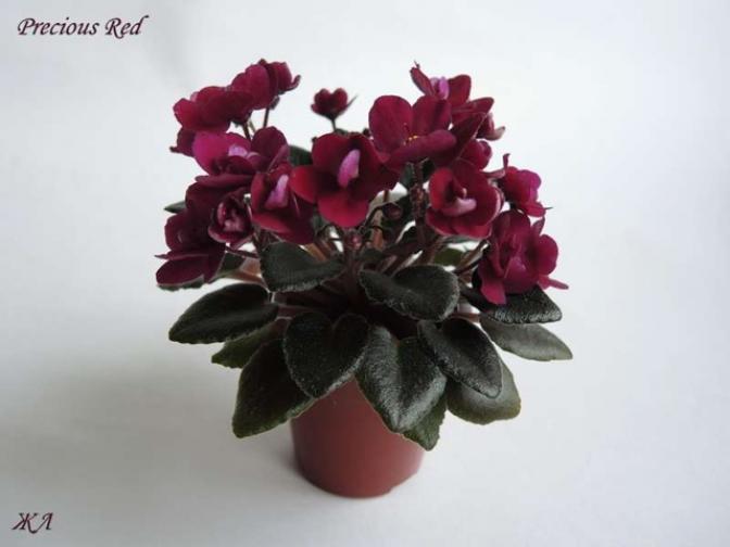 Фиалка Precious Red 3