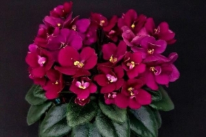 Фиалка Precious Red