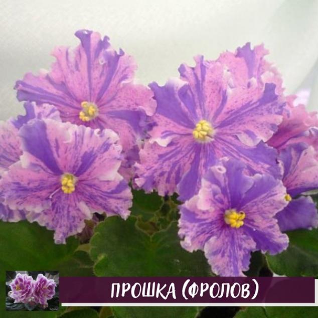 Фиалка Прошка (Фролов) 4
