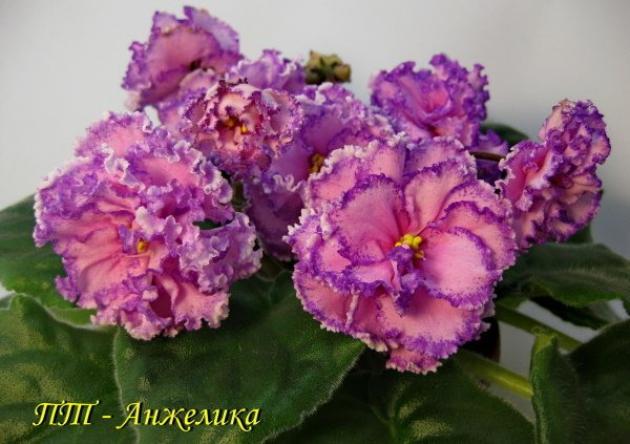 Фиалка ПТ-Анжелика 4