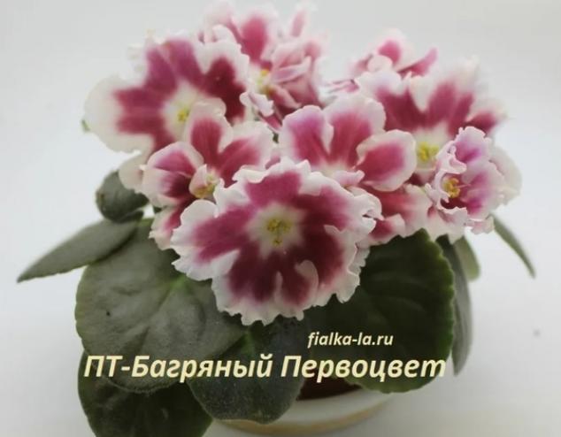 Фиалка ПТ-Багряный Первоцвет 2