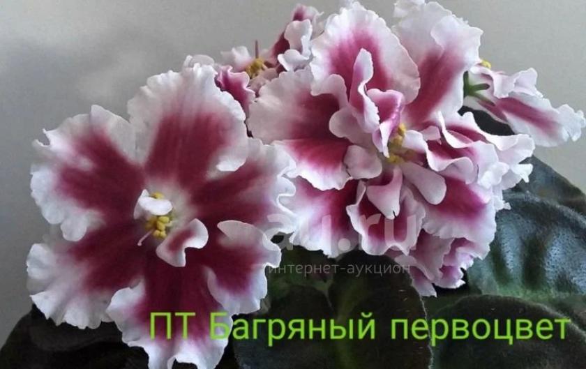 Фиалка ПТ-Багряный Первоцвет 4