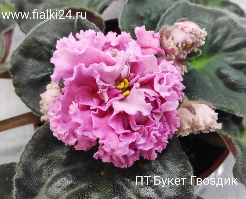 Фиалка ПТ-Букет гвоздик 3