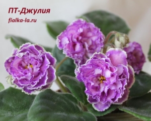 Фиалка ПТ-Джулия