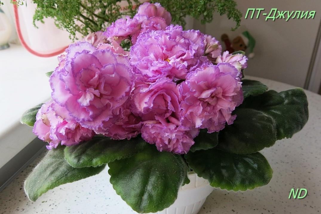 Фиалка ПТ-Джулия 5