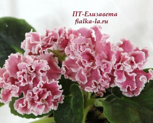 Фиалка ПТ-Елизавета 2