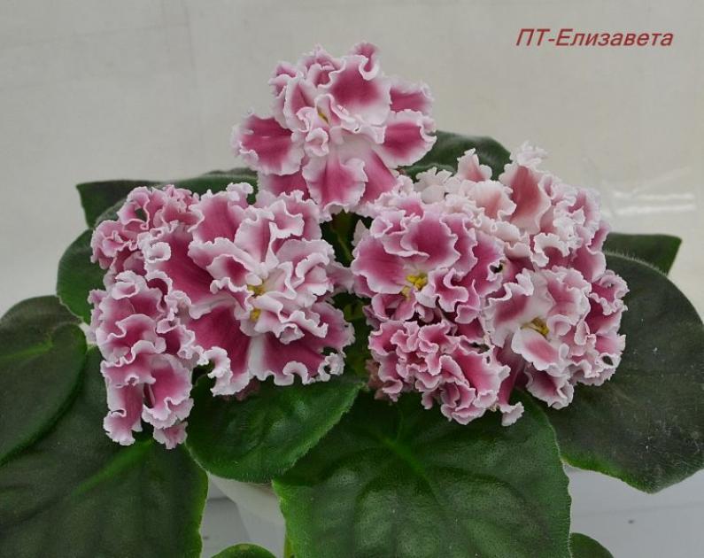 Фиалка ПТ-Елизавета 3