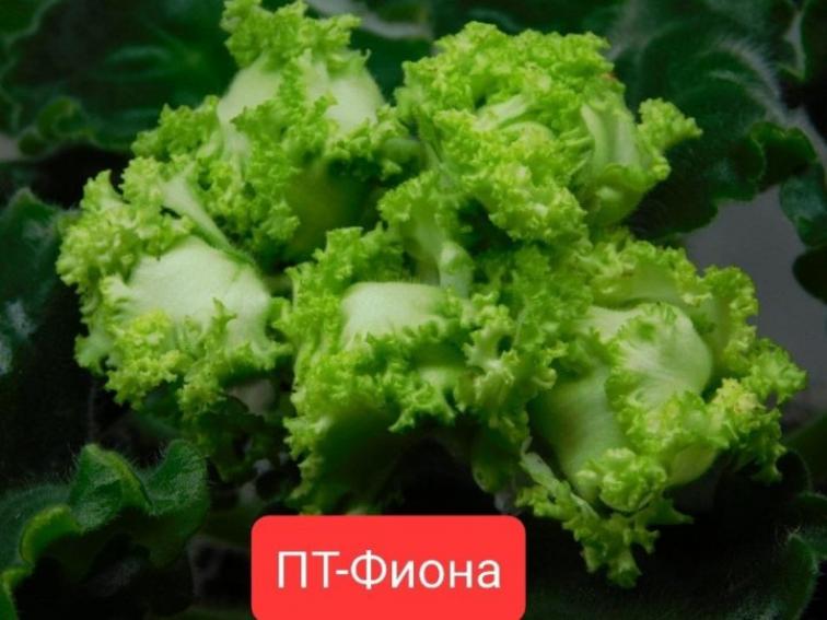 Фиалка ПТ-Фиона 4