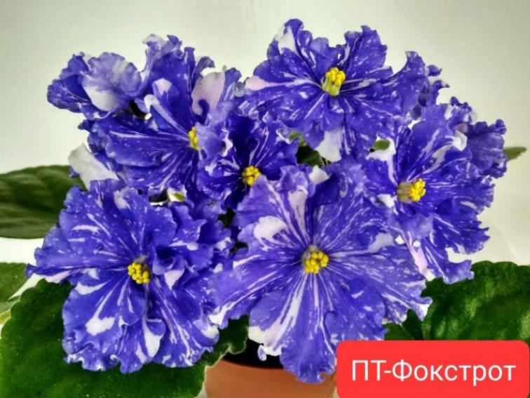 Фиалка ПТ-Фокстрот 6