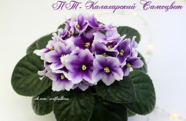 Фиалка ПТ-Калахарский Самоцвет 2