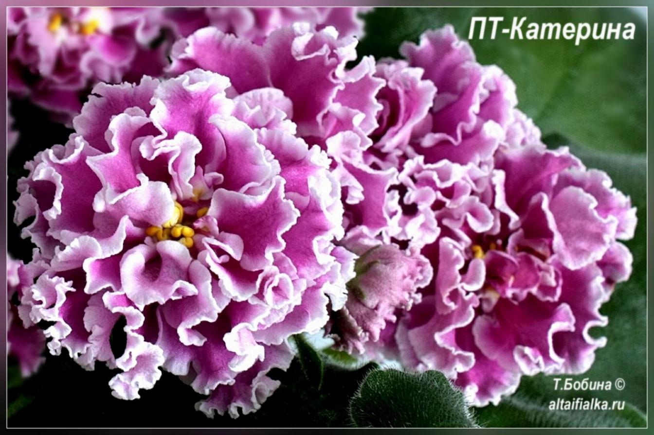 Фиалка ПТ-Катерина 4