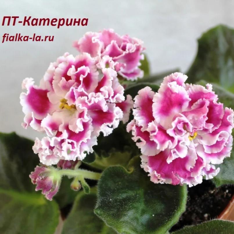 Фиалка ПТ-Катерина 5