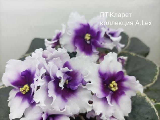 Фиалка ПТ-Кларет 2