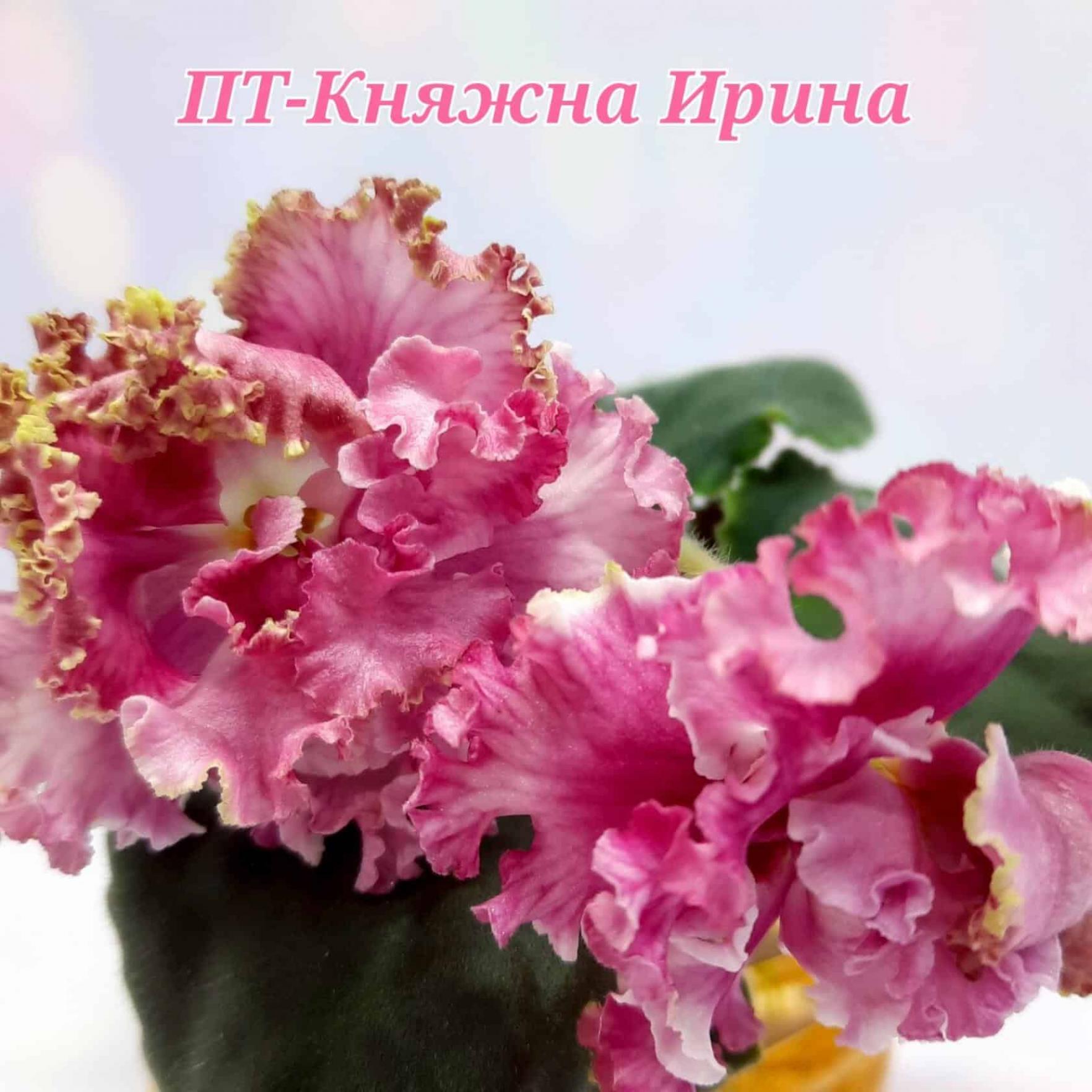 Фиалка ПТ-Княжна Ирина 2