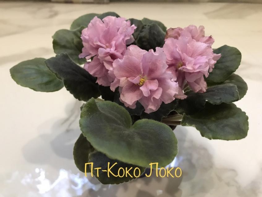 Фиалка ПТ-Коко Локо 5