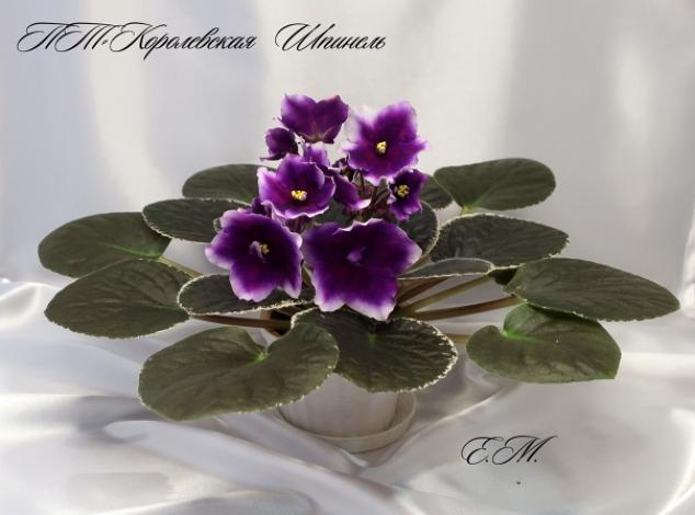 Фиалка ПТ-Королевская Шпинель 2
