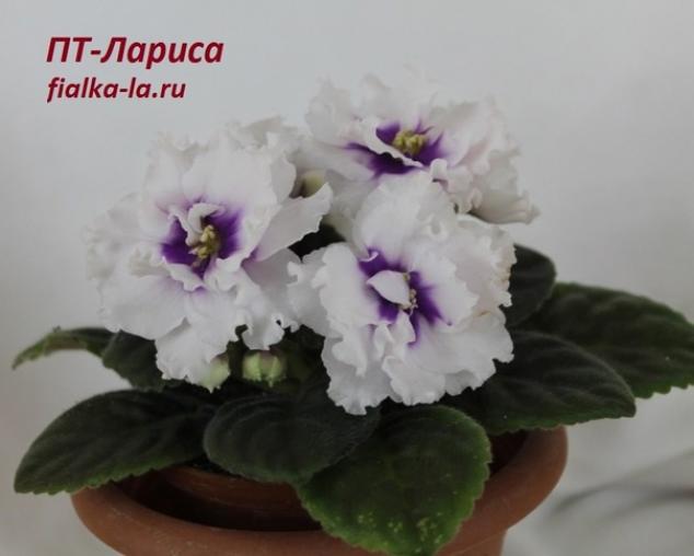 Фиалка ПТ-Лариса 2