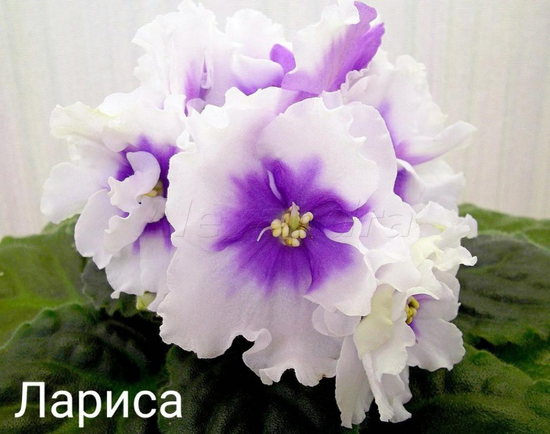 Фиалка ПТ-Лариса 4