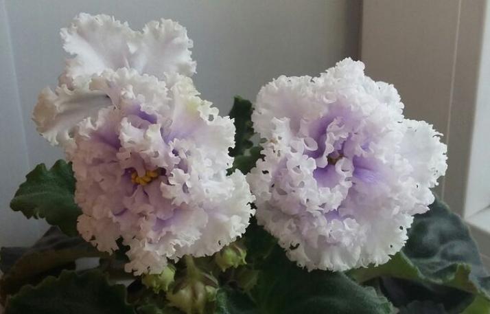 Фиалка ПТ-Мальдивский Риф 3
