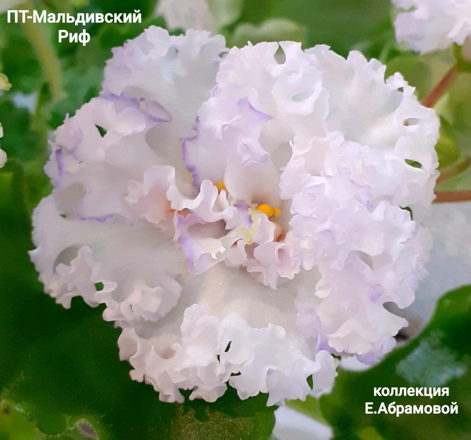 Фиалка ПТ-Мальдивский Риф 6