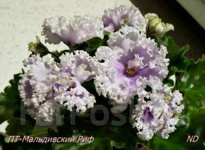 Фиалка ПТ-Мальдивский Риф