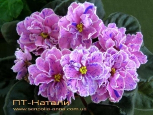 Фиалка ПТ-Натали