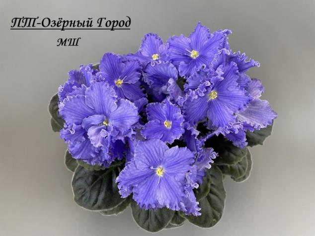 Фиалка ПТ-Озерный Город 3