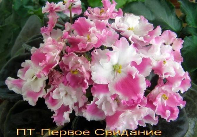 Фиалка ПТ-Первое свидание 5