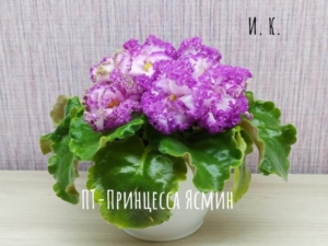Фиалка ПТ-Принцесса Ясмин