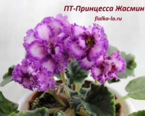 Фиалка ПТ-Принцесса Жасмин