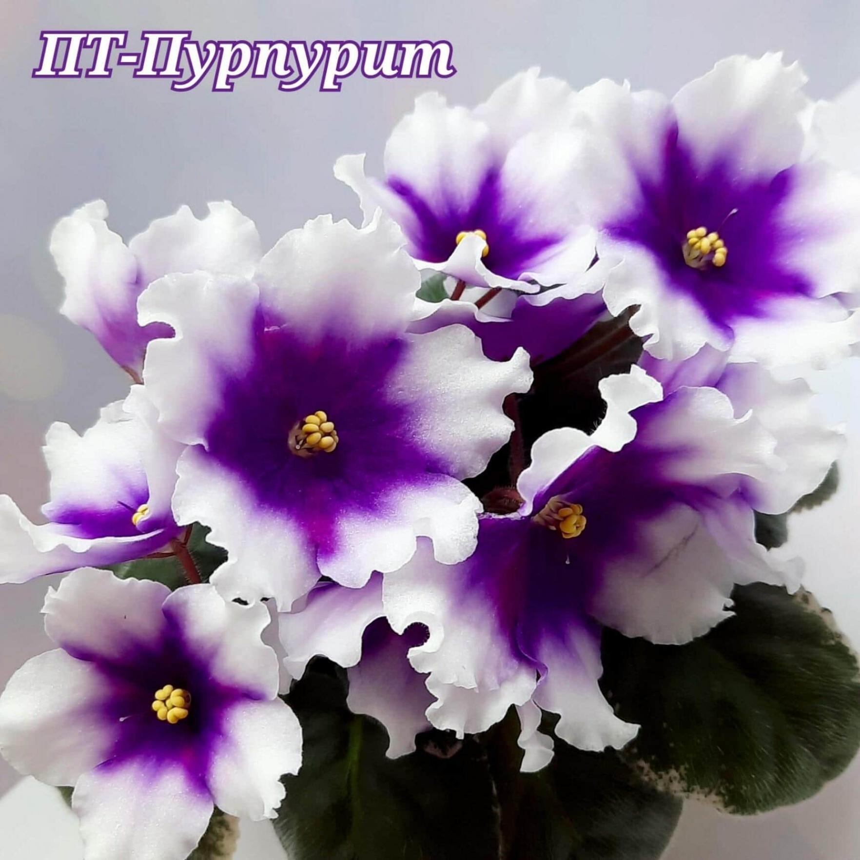 Фиалка ПТ-Пурпурит 5