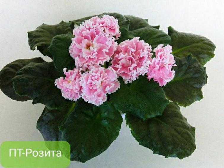 Фиалка ПТ-Розита 4