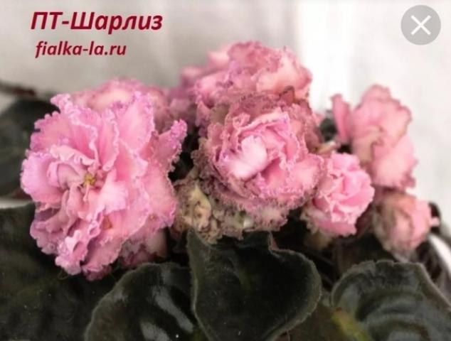 Фиалка ПТ-Шарлиз 2