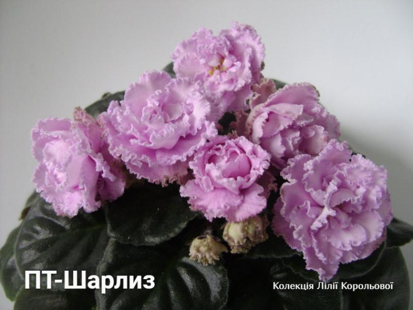 Фиалка ПТ-Шарлиз 5