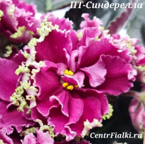 Фиалка ПТ-Синдерелла