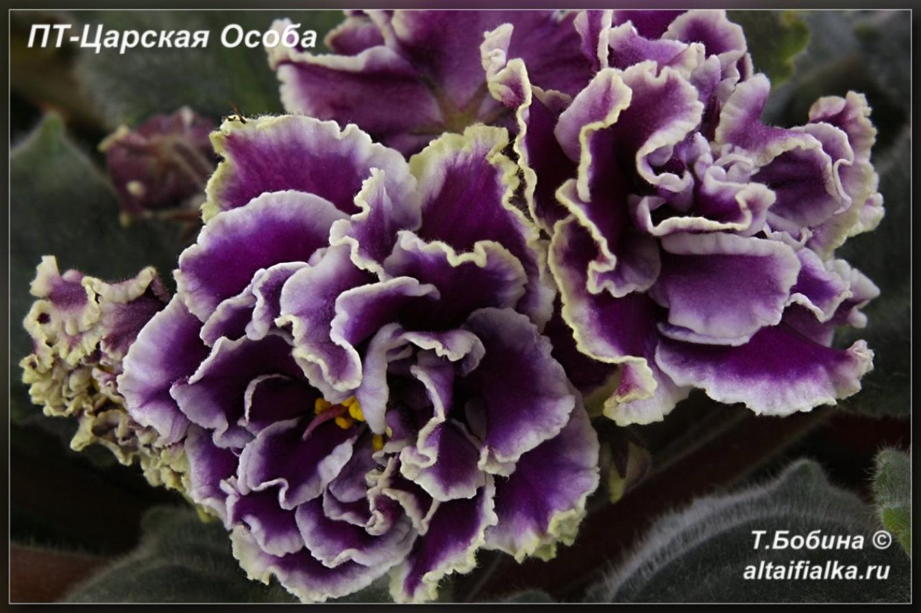 Фиалка ПТ-Царская Особа 4