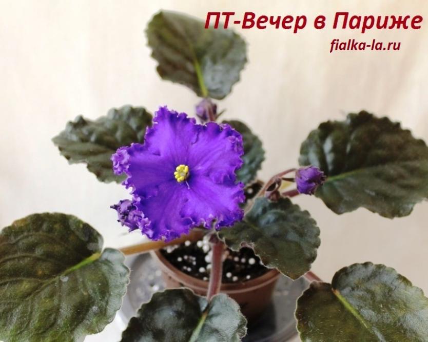 Фиалка ПТ-Вечер в Париже 2