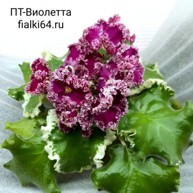 Фиалка ПТ-Виолетта 2