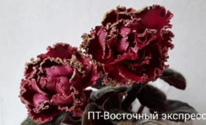 Фиалка ПТ-Восточный Экспресс