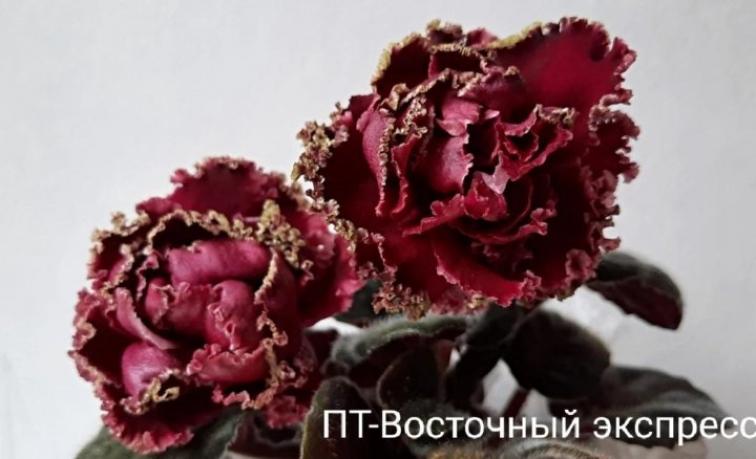 Фиалка ПТ-Восточный Экспресс