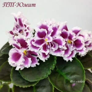 Фиалка ПТ-Юмит