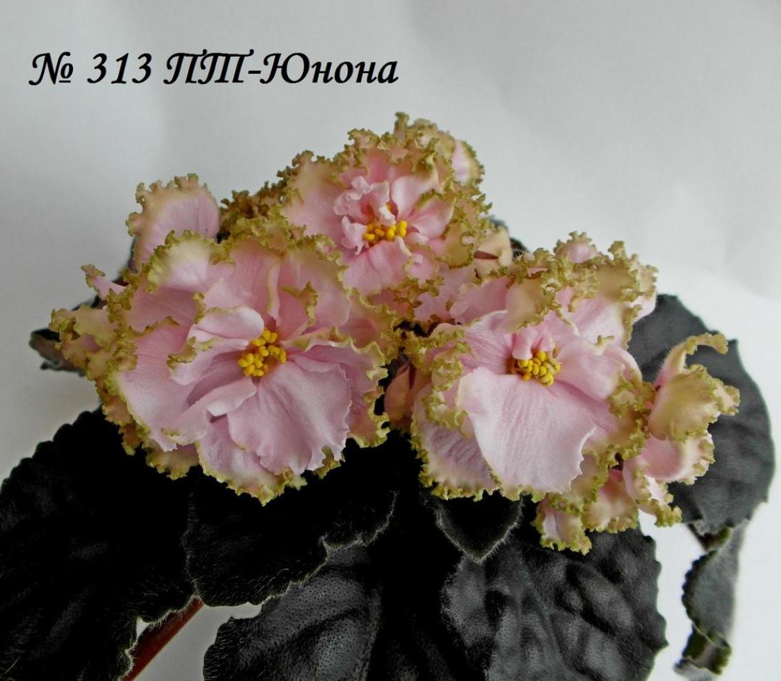 Фиалка ПТ-Юнона 5